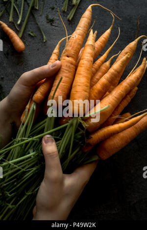 Weibliche Hände halten Organische Nantes Karotten. Frische Superfood Gesund Essen Konzept. Stockfoto