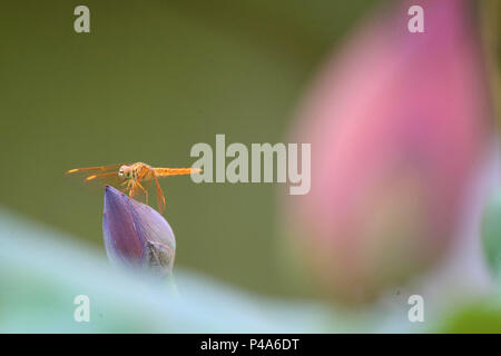 Hengyang, Hunan Provinz Chinas. 21 Juni, 2018. Eine Libelle ruht auf einem Lotus Blume Knospe an Nanhu Park in Hengyang, der Central China Hunan Provinz, 21. Juni 2018. Quelle: Cao Zhengping/Xinhua/Alamy leben Nachrichten Stockfoto