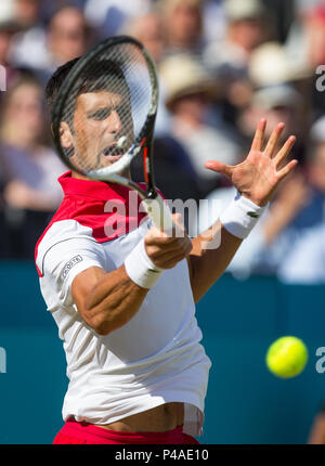 London, Großbritannien. 21 Juni, 2018. Novak Djokovic aus Serbien während des Fieber Baum Meisterschaften (Queens Club Tennis 2018) Tag 6 im Queen's Club, London, England am 21. Juni 2018. Credit: Andrew Rowland/Alamy leben Nachrichten Stockfoto