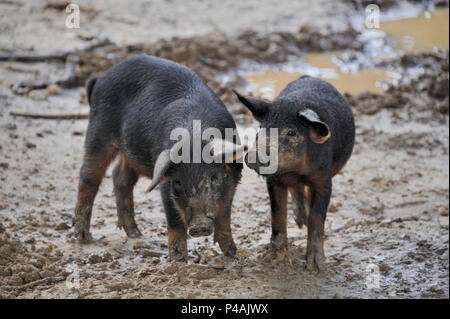 Zwei Hungarain Mangalica Schweine gehen um im Schlamm Stockfoto