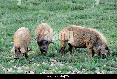 Drei Hungarain Mangalica Schweine gehen um Stockfoto