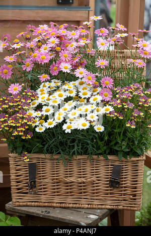 Argyranthemum frutescens. Pink und Gelb Marguerite daisy flowers mit Nemesia Rhabarber und Vanillepudding Blumen auf einem Display eine Blume zeigen. Großbritannien Stockfoto