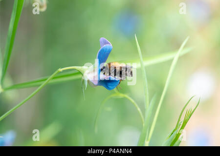 Bombus pascuorum auf Lathyrus sativus var. Azureus. Sweet Pea. Gras Erbse. Gemeinsame carder Biene auf einer Blume, Platterbsen Erbse im Juni. Großbritannien Stockfoto