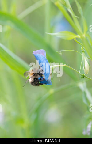 Bombus pascuorum auf Lathyrus sativus var. Azureus. Sweet Pea. Gras Erbse. Gemeinsame carder Biene auf einer Blume, Platterbsen Erbse im Juni. Großbritannien Stockfoto