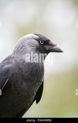 Corvus monedula. Dohle Fütterung auf ein Vogel Tabelle in einen englischen Garten. Großbritannien Stockfoto