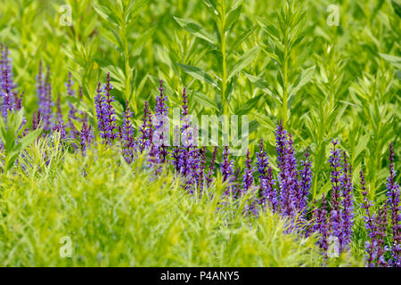 Salvia x sylvestris 'Dear Anja'. Balkan clary 'Dear Anja' Blüte unter grünem Laub im Englischen Garten. Großbritannien Stockfoto