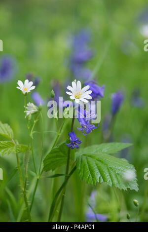 Stellaria Holostea. Addersmeat oder größere Stitchwort Wildblumen Stockfoto