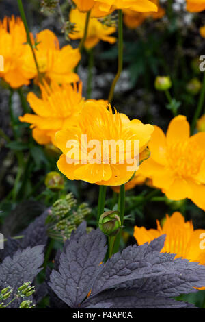 Trollius chinensis 'Golden Queen'. Globeflower Stockfoto