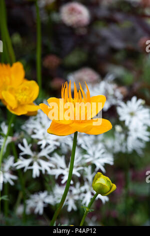 Trollius chinensis 'Golden Queen'. Globeflower Stockfoto