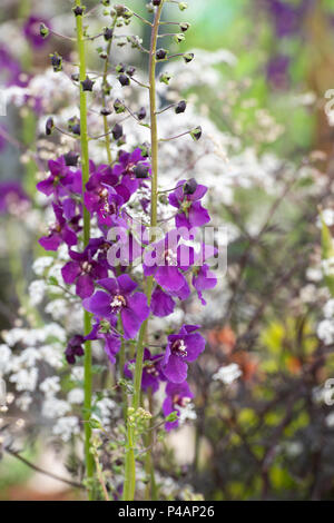 Molène phoeniceum 'Violetta'. Königskerze 'Violetta' auf einer Blüte zeigen. Großbritannien Stockfoto