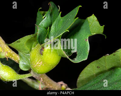 Wasp Schäden an der Edelkastanie. Dryocosmus kuriphilus. Stockfoto