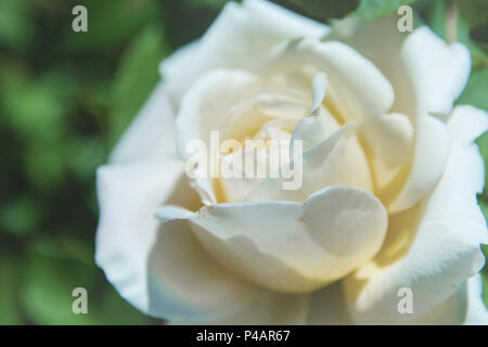 Weiße Rose. Einzelne schöne Rose im Garten im Sommer blühen. Stockfoto