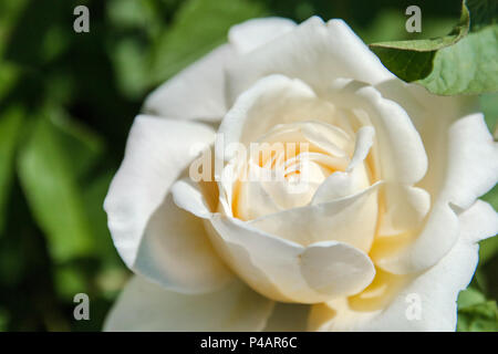 Weiße Rose. Einzelne schöne Rose im Garten im Sommer blühen. Stockfoto