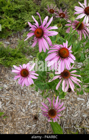 Schönen violetten Echinacea purpurea Blumen wachsen im Garten. Minneapolis Minnesota MN USA Stockfoto