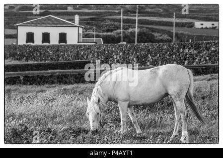 Portugal, Azoren, auf der Insel Terceira, Porto Negrito, Pferd Stockfoto