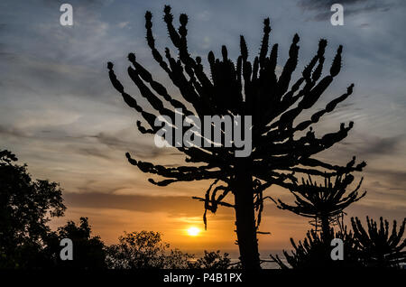 Silhouette von beeindruckenden Kandelaber Kaktus mit Sonnenuntergang in Angola. Foto auf der Sao Miguel Festung in Luanda. Stockfoto