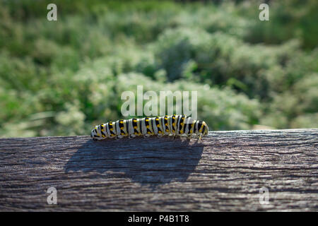 Caterpillar Danaus plexippus Monarch, Audubon Corkscrew Swamp Sanctuary, Naples, Florida, USA Stockfoto