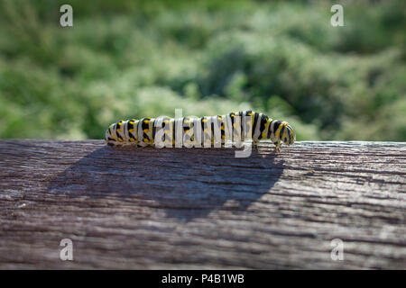 Hohe Gräser bei Audubon Corkscrew Swamp Sanctuary, Naples, Florida, USA Stockfoto