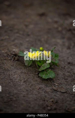 Eine kleine grüne Pflanze wächst durch Urban asphalt Masse. Grüne Pflanze, die aus Rissen im Asphalt auf der Straße. Grüne Sprossen wachsen auf crack Straße, Weichzeichner, leeren Text. Stockfoto