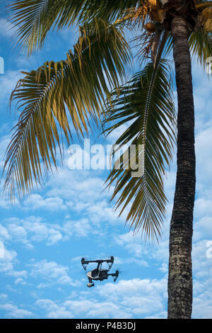Palm Tree blue sky und geschwollene Wolken in Miami, Florida. Stockfoto