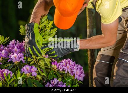 Kaukasische Gärtner in seinem 30s Prüfen Garten Blumen auf der Suche nach Insekten. Stockfoto