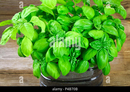 Frischer grüner Basilikum Pflanze für gesundes Kochen, Kräuter und Gewürze Stockfoto
