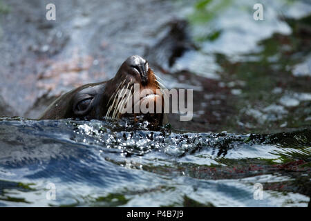 South American Fur Seal, arctocephalus Australis, Stockfoto