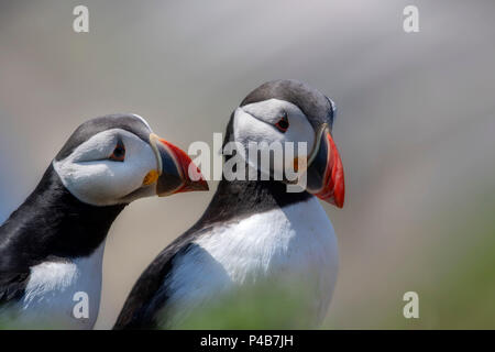 Zwei süße Papageientaucher, Fratercula arctica Stockfoto