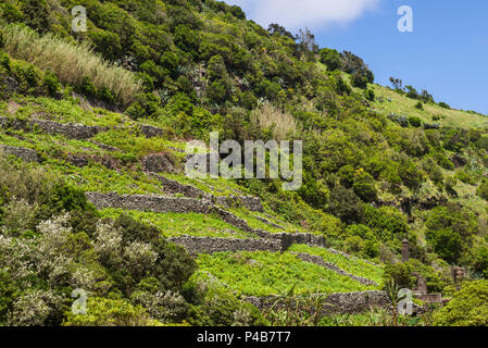 Portugal, Azoren, Santa Maria Island, Pico Vermelho, Weinberge in vulkanischen Steinmauern Stockfoto