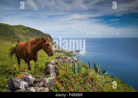 Portugal, Azoren, Santa Maria Island, Maia, Pferd in Küstengebieten, Weide Stockfoto