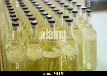 Portugal, Azoren, Sao Miguel, Ribeira Grande, Mulher de Capote Distillery, Flaschen von Passionsfrucht liqueur Stockfoto