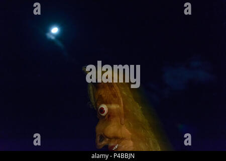 Grödig, Wilde Jagd vom Untersberg (Wilde Jagd), Character Riese (Giant) Abfalter, Flachgau, Salzburg, Österreich Stockfoto