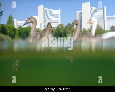 Wien, Familie cygnets Höckerschwan (Cygnus olor) am See Tyrol, Vienna International Center (UNO), 22. Donaustadt, Wien, Österreich Stockfoto