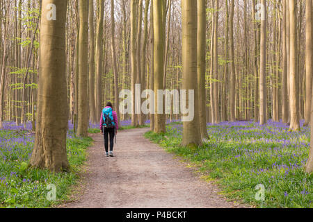 Frau zu Fuß auf den Weg in die Halle Wald, Halle, Bruxelles, Flämisch Brabant, Flandern, Belgien Stockfoto