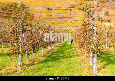 Ein Mädchen zu Fuß in einem cultavation von Äpfeln, mit Blick auf gelb Weinberge. Bianzone, Valtellina, Lombardei, Italien. Stockfoto