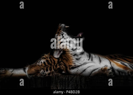 Big Cat tiger Gähnen mit reißzähne auf Schwarz Stockfoto