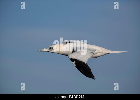 Gannett Sea Bird Möwe im Flug Stockfoto