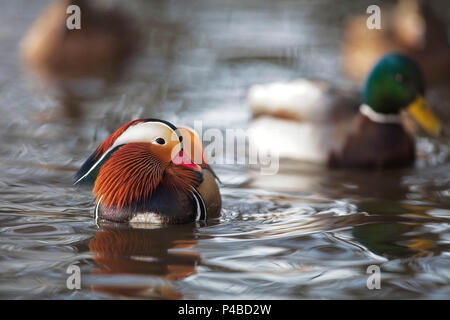 Mandarine duck Suchen, die von anderen Enten umgeben Stockfoto