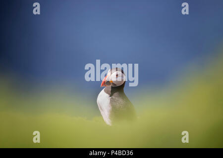 Puffin süß auf der Insel von grünem Laub und Himmel umgeben Stockfoto