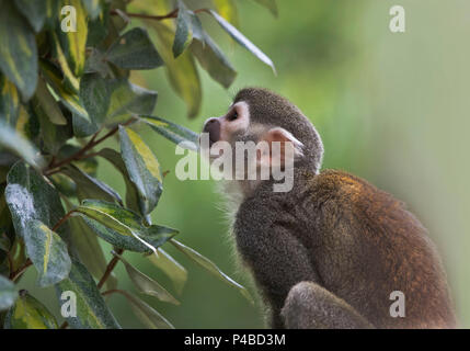 Spider monkey suchen und Blick niedlichen Stockfoto