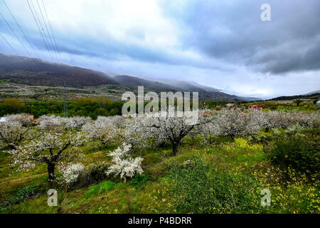 Blühende Kirschbäume im Frühjahr im Valle del Jerte in der Provinz Cáceres der Autonomen Gemeinschaft Extremadura in Spanien Stockfoto