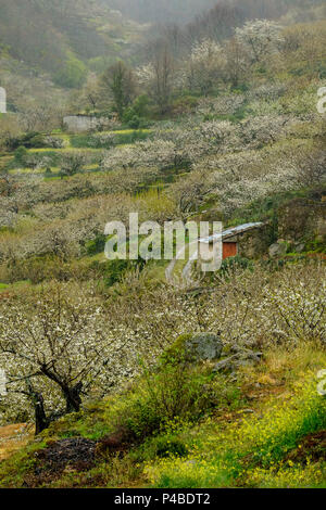 Blühende Kirschbäume im Frühjahr im Valle del Jerte in der Provinz Cáceres der Autonomen Gemeinschaft Extremadura in Spanien Stockfoto