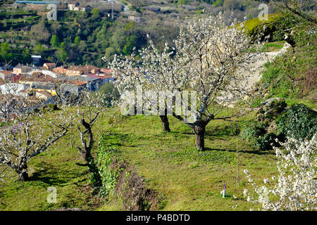 Blühende Kirschbäume im Frühjahr im Valle del Jerte in der Provinz Cáceres der Autonomen Gemeinschaft Extremadura in Spanien Stockfoto