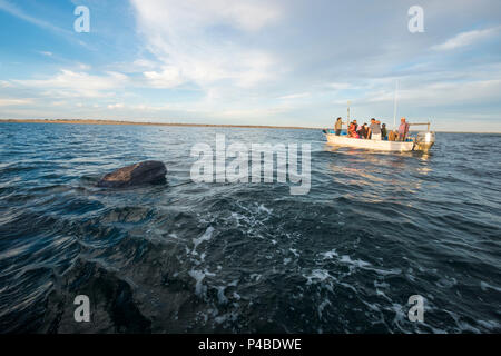 Whale Watching in Magdalena Bucht in Baja California Sur im nördlichen Mexiko Stockfoto