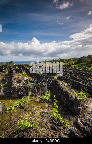 Portugal, Azoren, Insel Pico, Cabritos, Weinberg in vulkanischen Stein Stockfoto