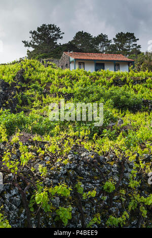 Portugal, Azoren, Insel Pico, Cabritos, Weinberg in vulkanischen Stein Stockfoto