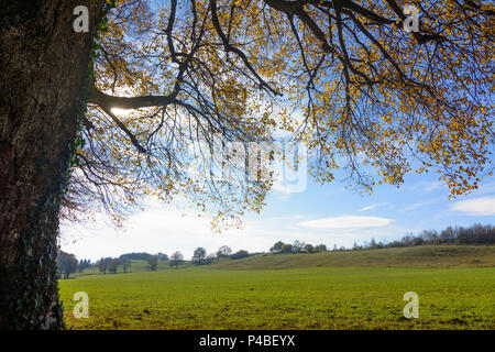 Tutzing, Buche, Weide, Oberbayern, Bayern, Deutschland Stockfoto