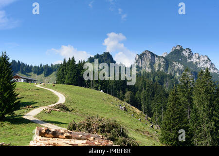 Chiemgauer Alpen, Kühe an der Alm Piesenhauser Hochalm. Blick auf die Berge Kampenwand, Chiemgau, Oberbayern, Bayern, Deutschland Stockfoto