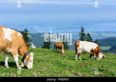 Chiemgauer Alpen, Kühe an der Alm Piesenhauser Hochalm. Blick auf den Chiemsee, Chiemgau, Oberbayern, Bayern, Deutschland Stockfoto