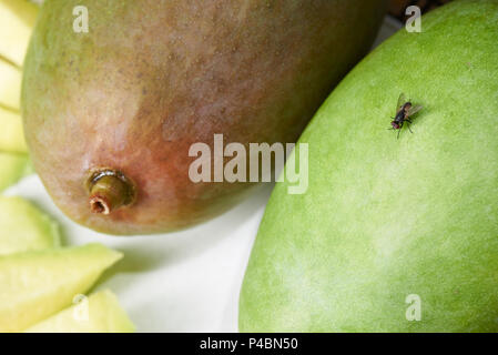 Eine fliege insekt sitzen auf mangofrucht Nahaufnahme Stockfoto